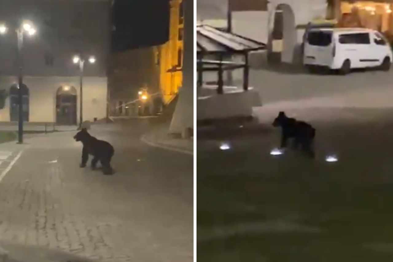 Niedźwiedź w centrum Przemyśla. Wraca polityczny spór i obawa o bezpieczeństwo