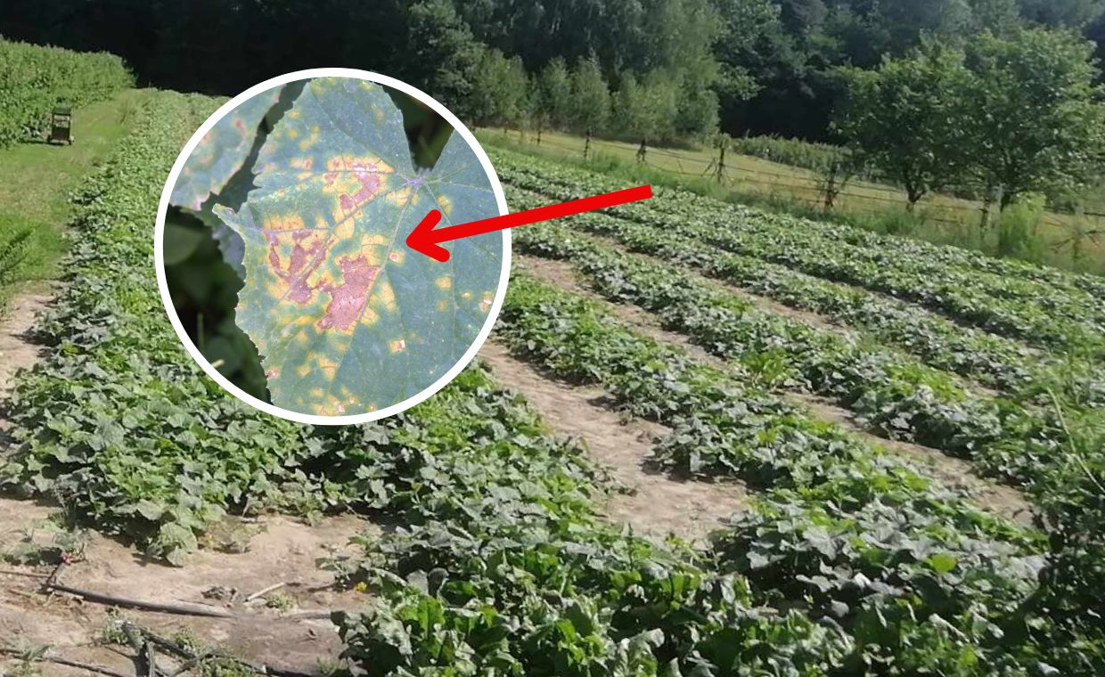 Pokazała, co w tym roku stało się z polskimi malinami. Dwie plagi