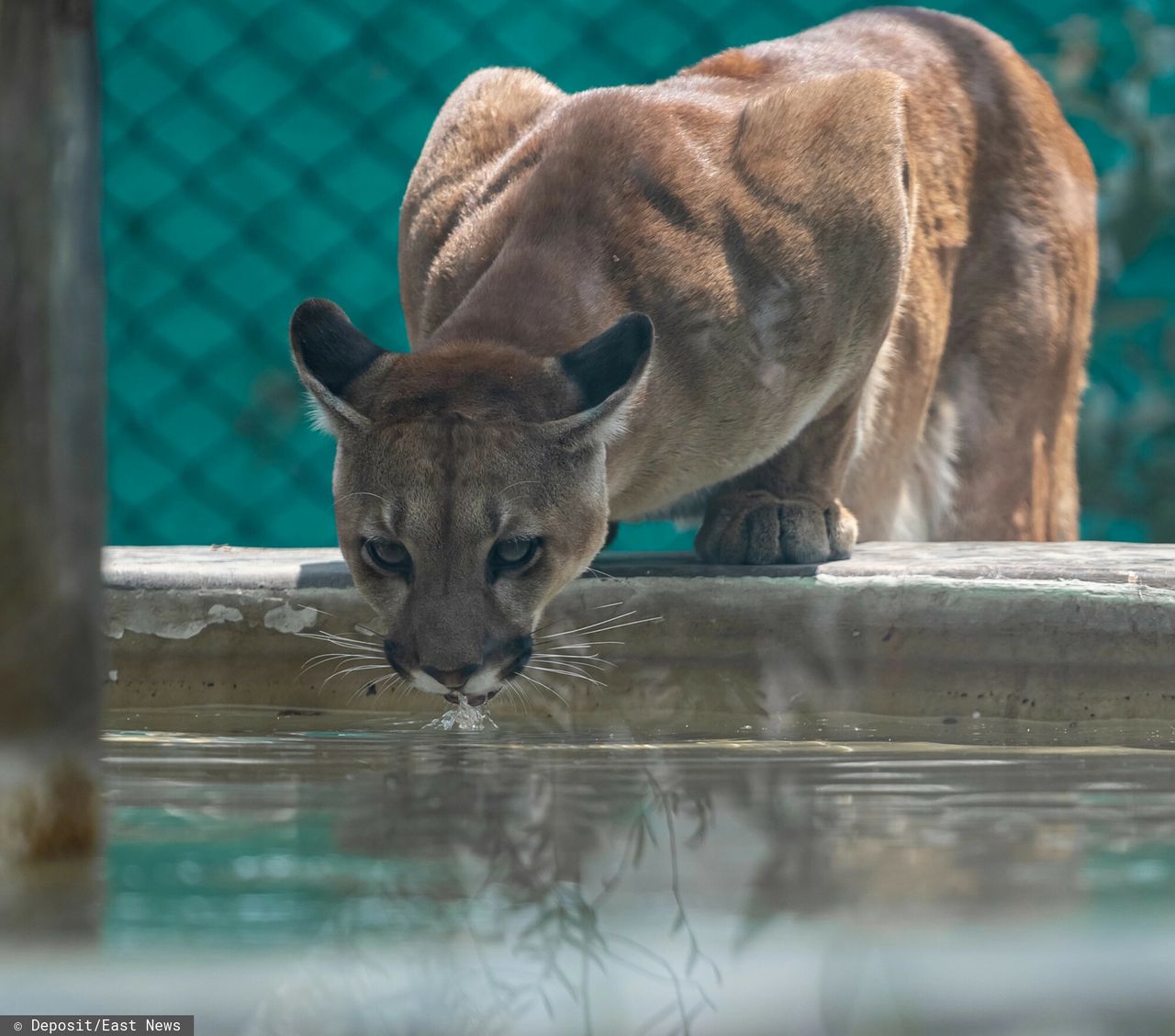 Popłoch na Dolnym Śląsku. Puma nie jest pumą? Nowe szczegóły