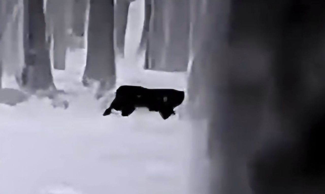 Popłoch na Dolnym Śląsku. Puma nie jest pumą? Nowe szczegóły