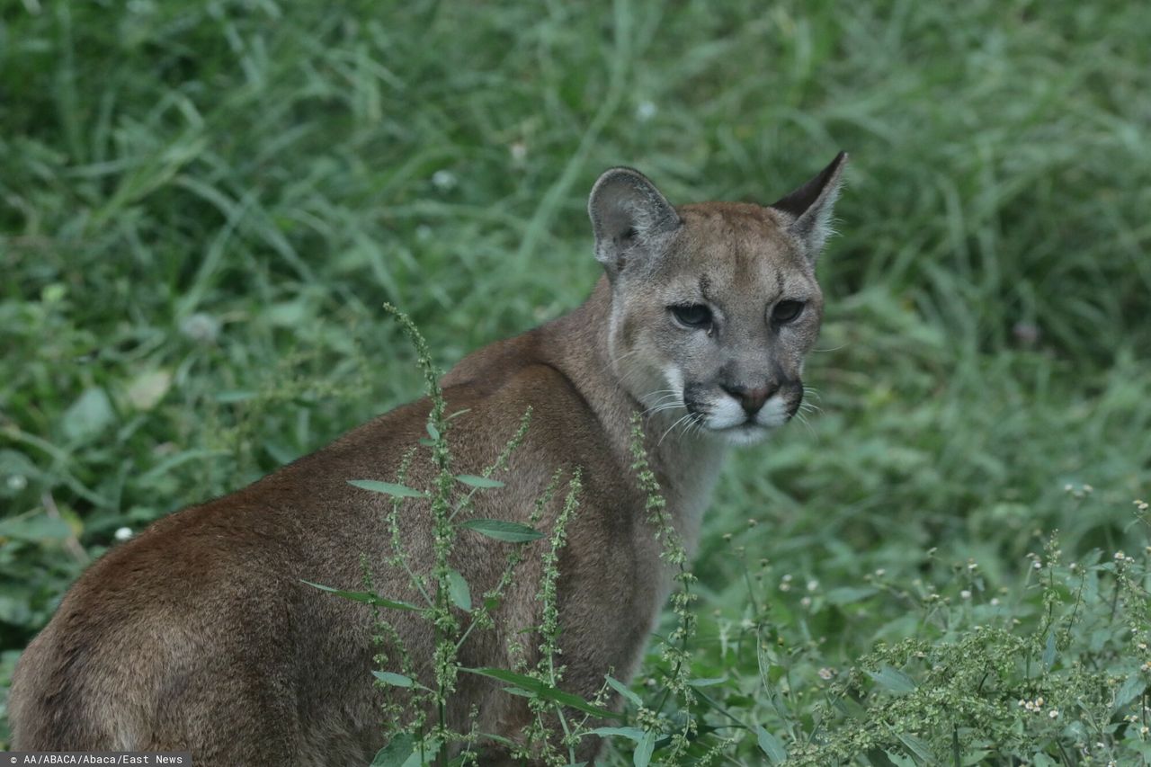 Puma schwytana w Polanowie. Trafi teraz do zoo
