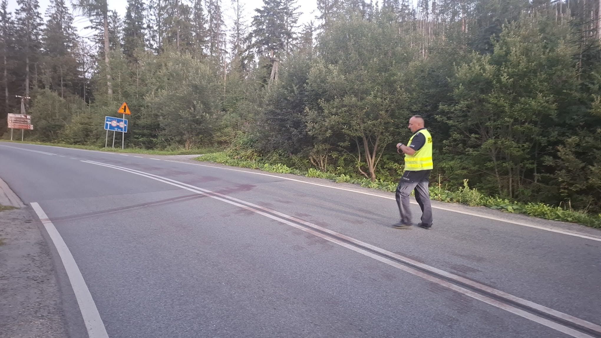 Dramat na drodze z Zakopanego. Niedźwiedź potrącony przez samochód