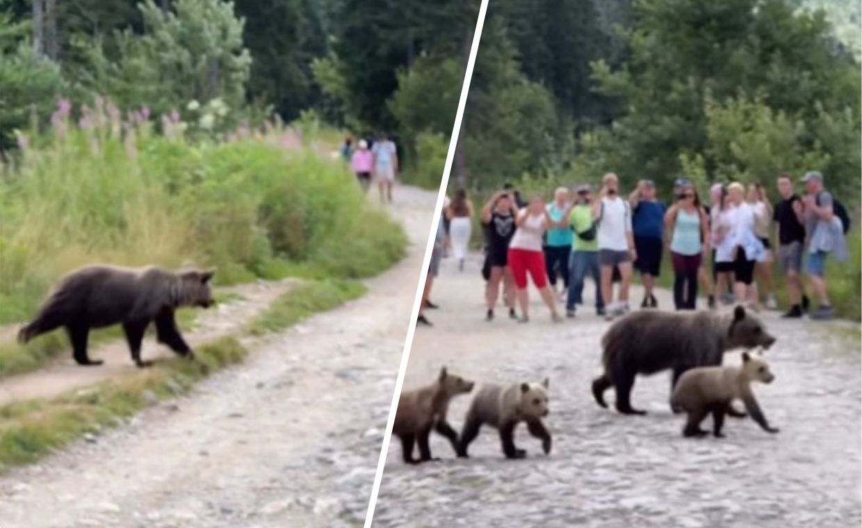 Pilne zalecenia służb. Puma grasuje na wolności po Mazowszu