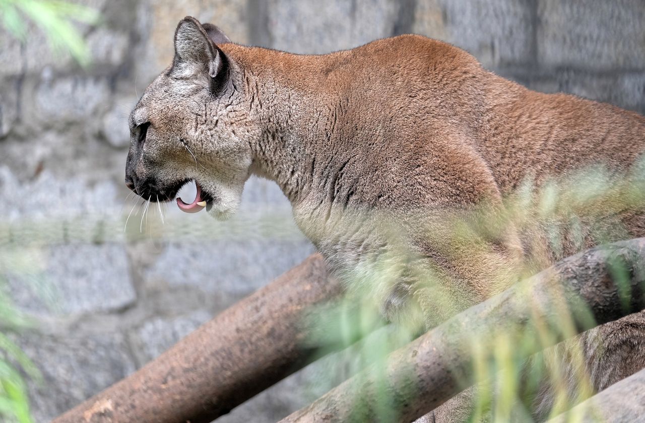 Puma grasuje w okolicach Kłodzka? Apel do mieszkańców