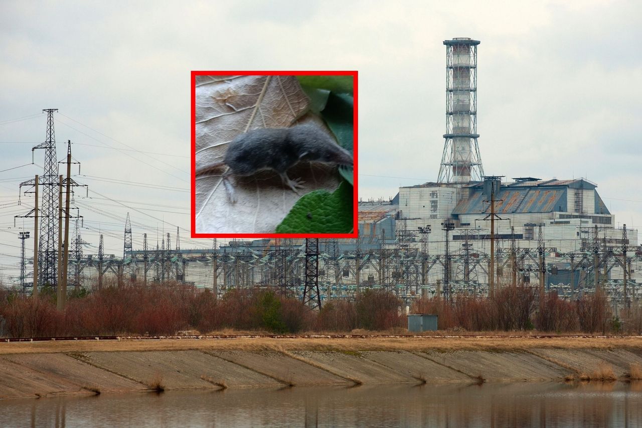 Twierdza Czarnobyl. Ukraińcy rozbudowują umocnienia