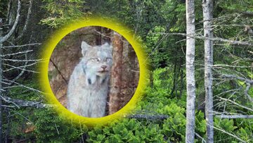 Ekstremalnie rzadki gatunek w&nbsp;oku kamery. &bdquo;Sprzyjające okoliczności&rdquo;