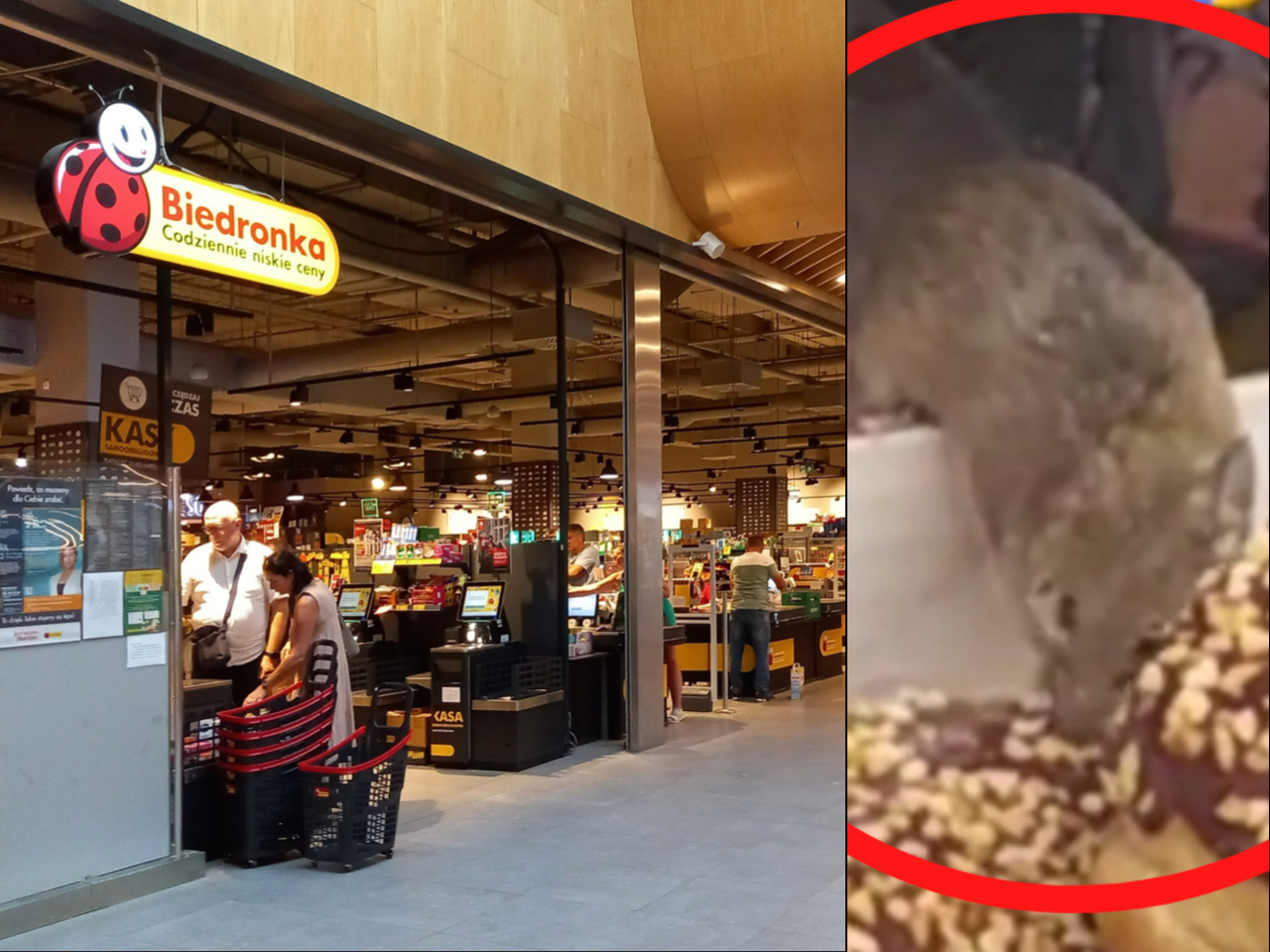 Mysz zn&oacute;w biegała po&nbsp;Biedronce. Awantura w&nbsp;Ostrowie. Sklep ukarany, sprawą zajmie się policja