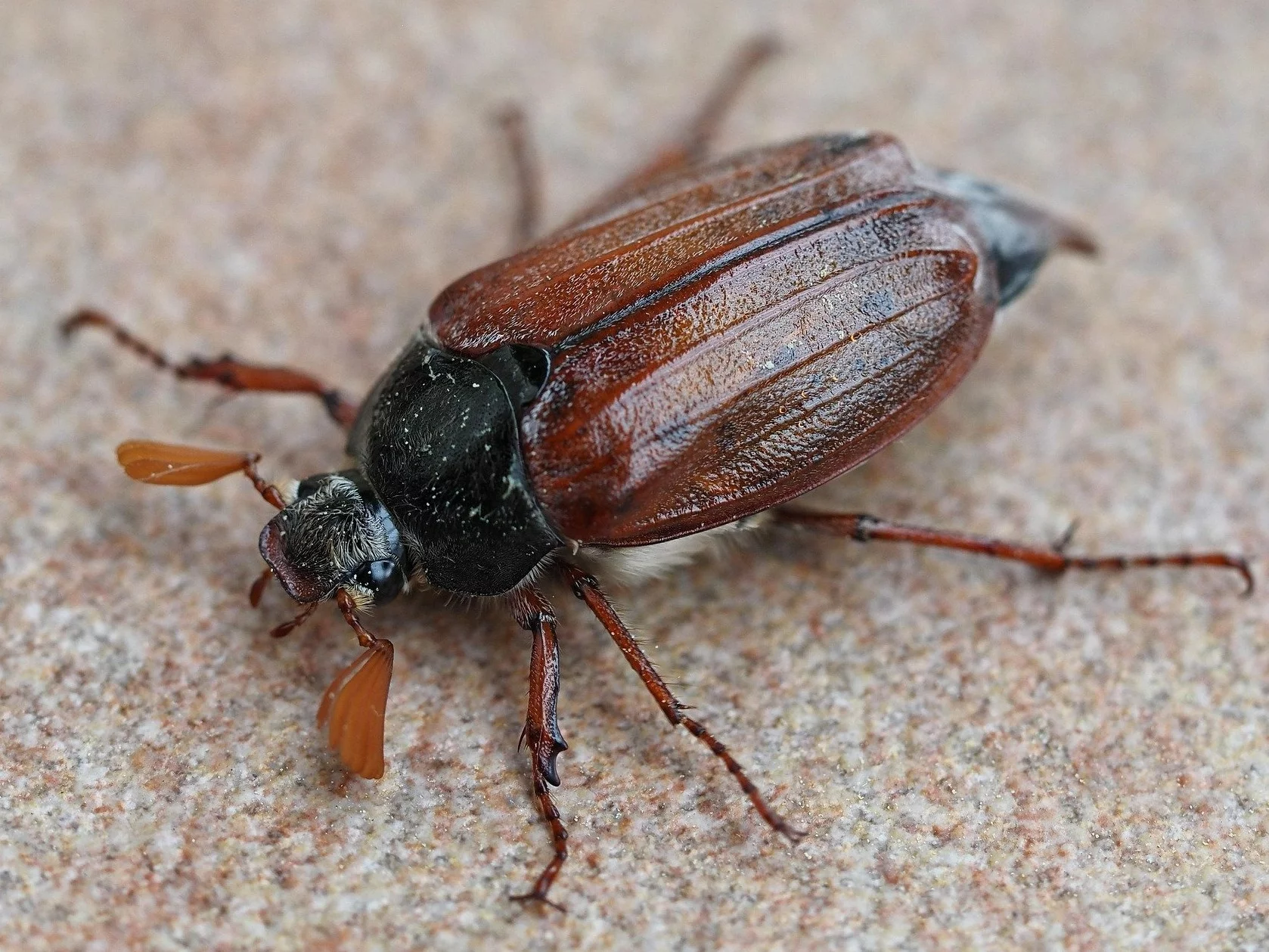 Nadchodzi plaga chrabąszczy? Lekarz zdradza co robić w przypadku kontaktu z owadem