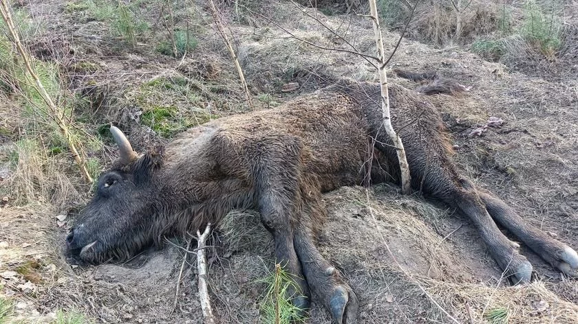 Postrzelono samicę żubra. „Żyła jeszcze przez trzy tygodnie zanim zdechła”