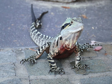Szokujące odkrycie syndyka. „Prawie wszystkie zwierzęta są w stanie krytycznym”