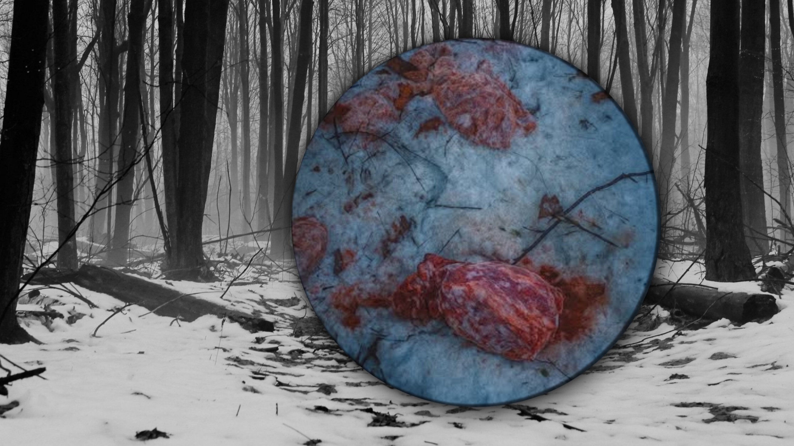 Szokujące znalezisko w lesie. „Głupota i skrajna ignorancja”