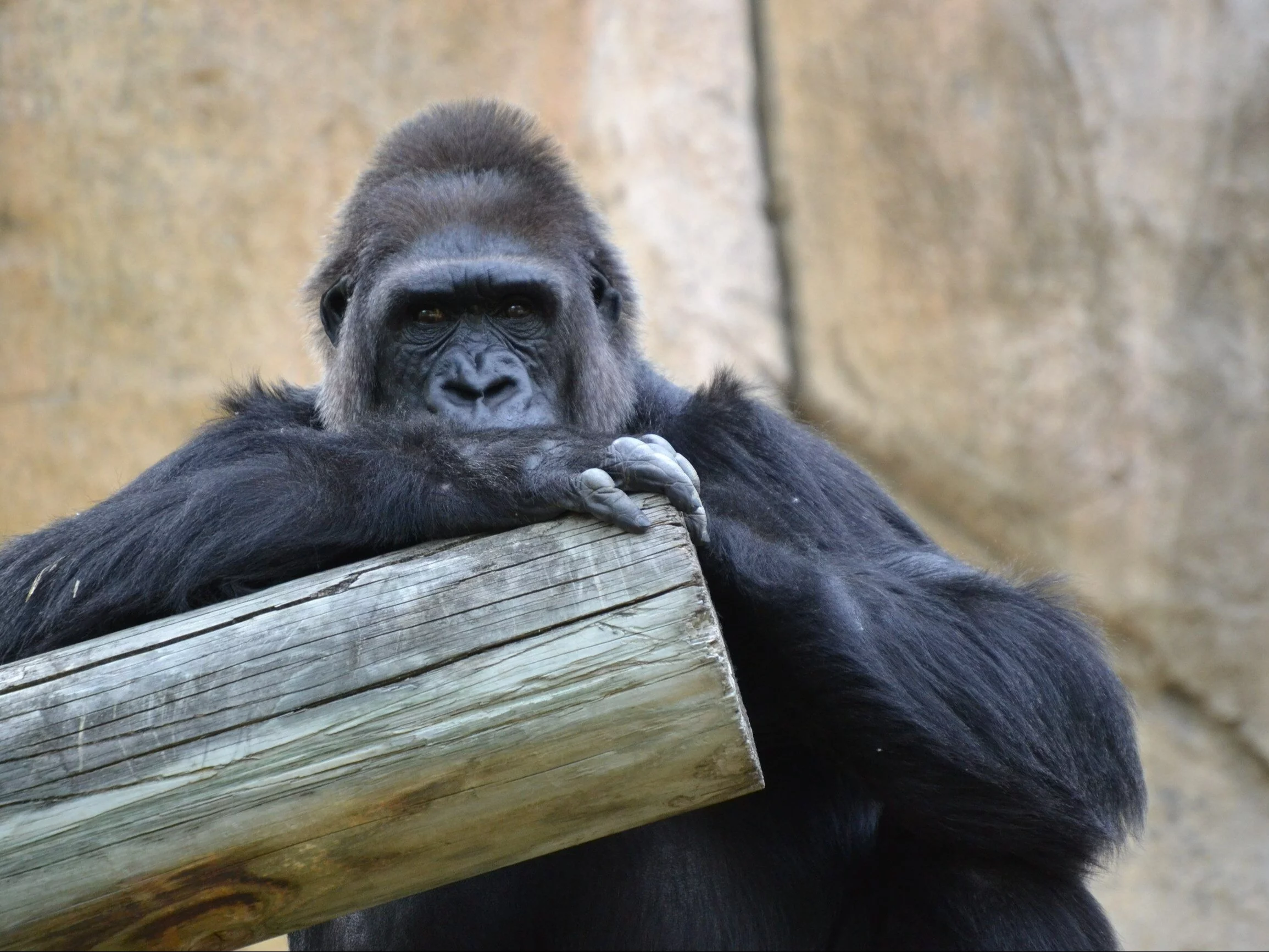 Warszawskie zoo ma nowe mieszkanki. N’Hasa i N’iralé już w Polsce