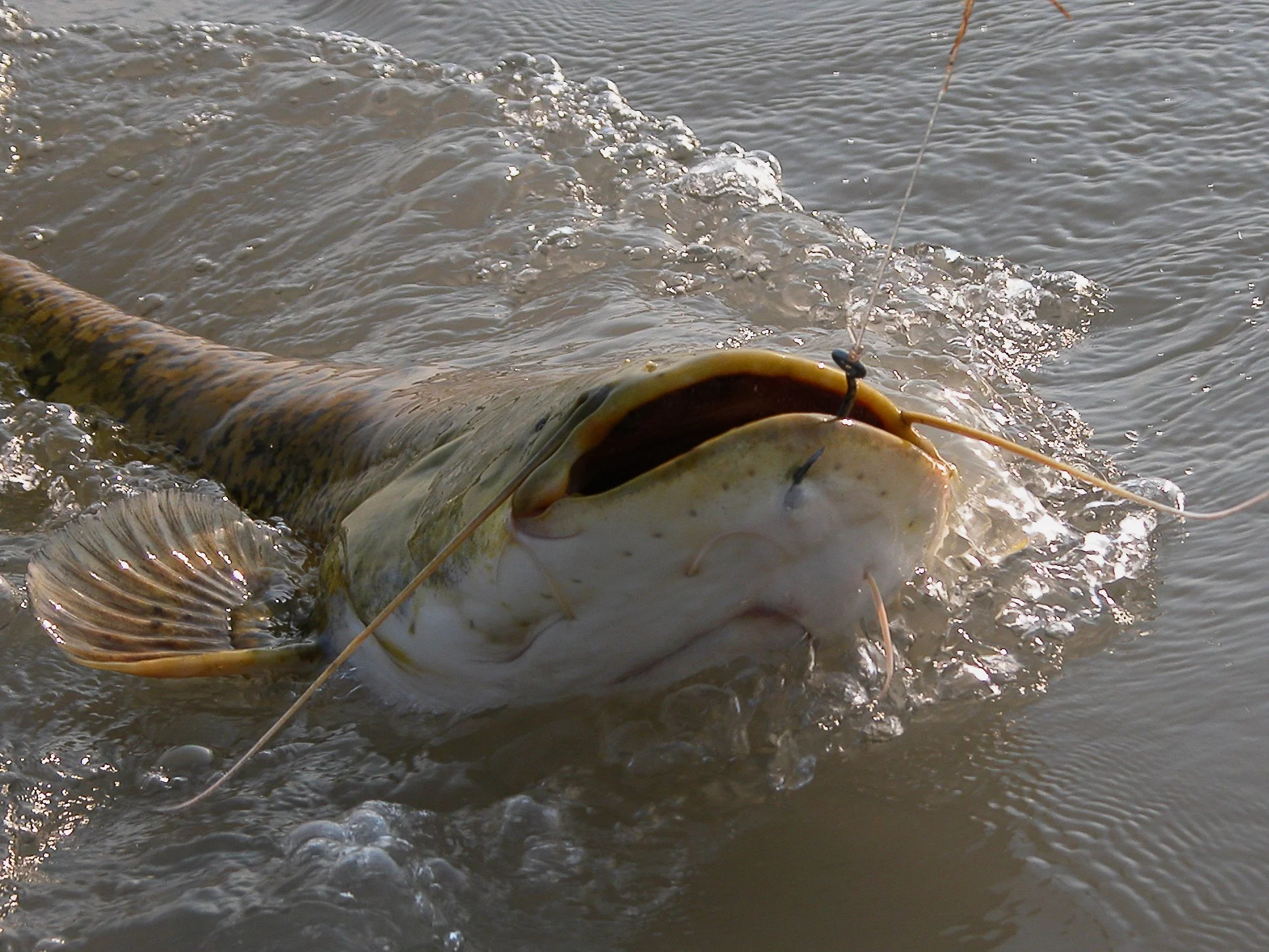 Wtedy wędkarz poczuł, że wygrywa walkę z sumem. Ryba raz jeszcze ruszyła do walki